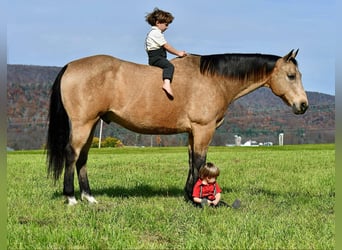 American Quarter Horse, Castrone, 10 Anni, 155 cm, Pelle di daino