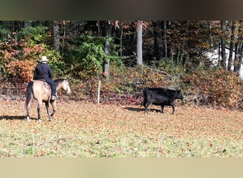 American Quarter Horse, Castrone, 10 Anni, 155 cm, Pelle di daino