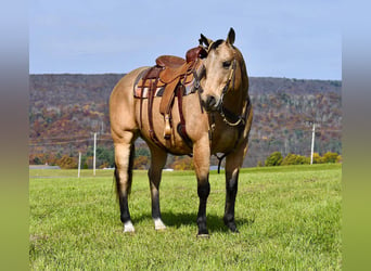 American Quarter Horse, Castrone, 10 Anni, 155 cm, Pelle di daino