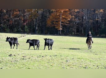 American Quarter Horse, Castrone, 10 Anni, 155 cm, Pelle di daino