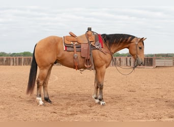 American Quarter Horse, Castrone, 10 Anni, 155 cm, Pelle di daino