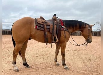 American Quarter Horse, Castrone, 10 Anni, 155 cm, Pelle di daino