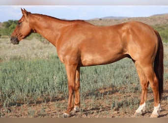 American Quarter Horse, Castrone, 10 Anni, 155 cm, Red dun
