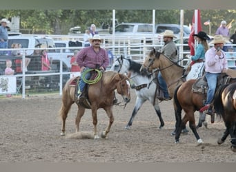 American Quarter Horse, Castrone, 10 Anni, 155 cm, Roano rosso