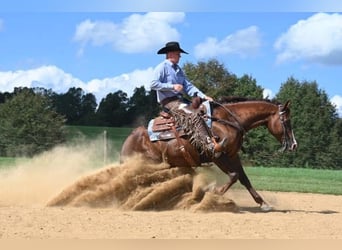 American Quarter Horse, Castrone, 10 Anni, 155 cm, Sauro ciliegia