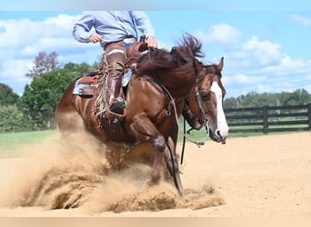 American Quarter Horse, Castrone, 10 Anni, 155 cm, Sauro ciliegia