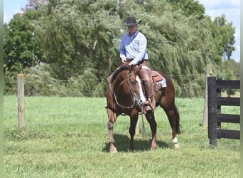 American Quarter Horse, Castrone, 10 Anni, 155 cm, Sauro ciliegia