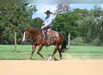 American Quarter Horse, Castrone, 10 Anni, 155 cm, Sauro ciliegia