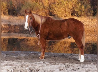 American Quarter Horse, Castrone, 10 Anni, 155 cm, Sauro ciliegia