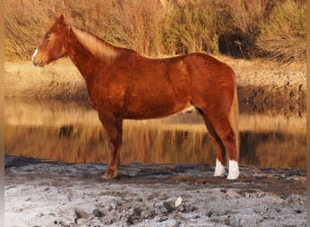 American Quarter Horse, Castrone, 10 Anni, 155 cm, Sauro ciliegia