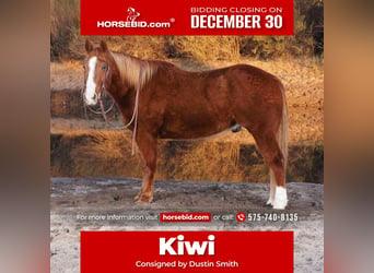 American Quarter Horse, Castrone, 10 Anni, 155 cm, Sauro ciliegia