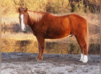 American Quarter Horse, Castrone, 10 Anni, 155 cm, Sauro ciliegia