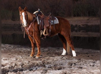 American Quarter Horse, Castrone, 10 Anni, 155 cm, Sauro ciliegia