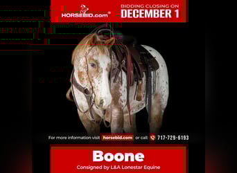 American Quarter Horse, Castrone, 10 Anni, 155 cm, Sauro scuro