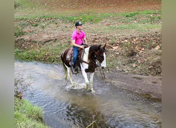 American Quarter Horse, Castrone, 10 Anni, 155 cm, Sauro scuro