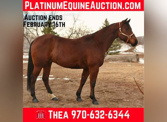 American Quarter Horse, Castrone, 10 Anni, 157 cm, Baio ciliegia