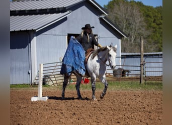 American Quarter Horse, Castrone, 10 Anni, 157 cm, Grigio