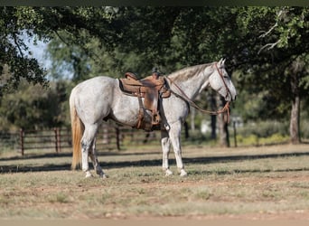 American Quarter Horse, Castrone, 10 Anni, 157 cm, Grigio