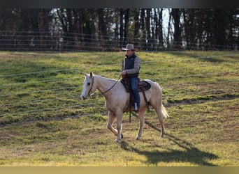 American Quarter Horse, Castrone, 10 Anni, 157 cm, Palomino