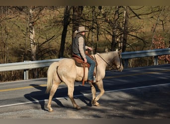 American Quarter Horse, Castrone, 10 Anni, 157 cm, Palomino