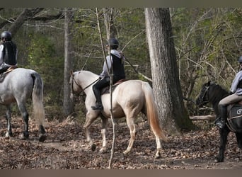 American Quarter Horse, Castrone, 10 Anni, 157 cm, Palomino