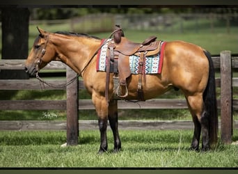American Quarter Horse, Castrone, 10 Anni, 157 cm, Pelle di daino