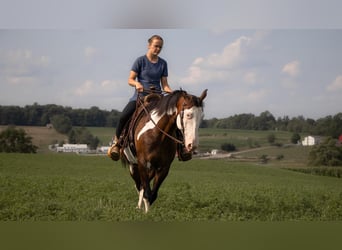 American Quarter Horse, Castrone, 10 Anni, 157 cm, Pezzato