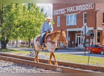 American Quarter Horse, Castrone, 10 Anni, 157 cm, Roano rosso