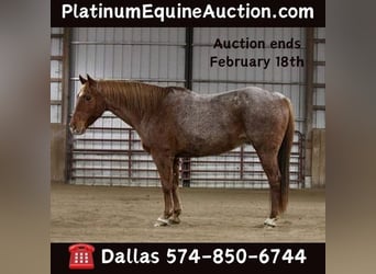 American Quarter Horse, Castrone, 10 Anni, 157 cm, Roano rosso