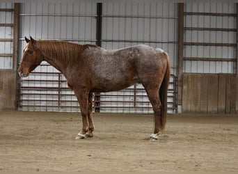 American Quarter Horse, Castrone, 10 Anni, 157 cm, Roano rosso