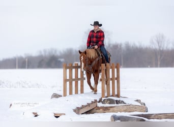 American Quarter Horse, Castrone, 10 Anni, 157 cm, Sauro ciliegia
