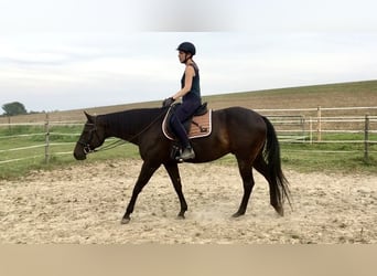 American Quarter Horse, Castrone, 10 Anni, 158 cm, Baio