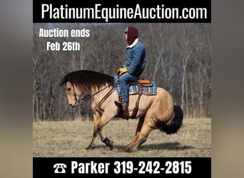 American Quarter Horse, Castrone, 10 Anni, 160 cm, Baio chiaro