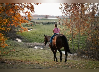 American Quarter Horse, Castrone, 10 Anni, 160 cm, Baio ciliegia