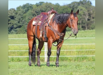 American Quarter Horse, Castrone, 10 Anni, 160 cm, Baio ciliegia