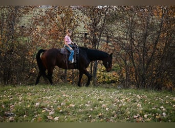 American Quarter Horse, Castrone, 10 Anni, 160 cm, Baio ciliegia