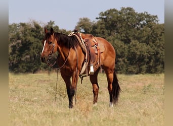 American Quarter Horse, Castrone, 10 Anni, 160 cm, Baio ciliegia