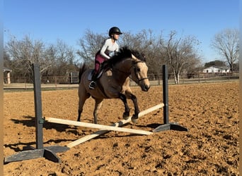 American Quarter Horse, Castrone, 10 Anni, 160 cm, Pelle di daino