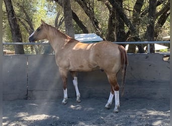 American Quarter Horse, Castrone, 10 Anni, 160 cm, Red dun