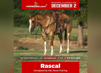 American Quarter Horse, Castrone, 10 Anni, 160 cm, Red dun