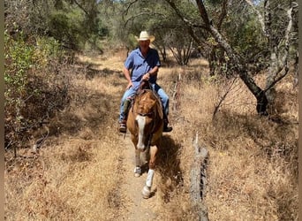 American Quarter Horse, Castrone, 10 Anni, 160 cm, Red dun