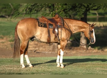 American Quarter Horse, Castrone, 10 Anni, 160 cm, Red dun