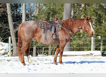 American Quarter Horse, Castrone, 10 Anni, 160 cm, Roano rosso