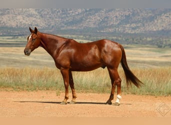 American Quarter Horse, Castrone, 10 Anni, 160 cm, Sauro ciliegia