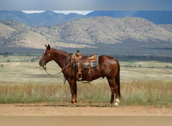 American Quarter Horse, Castrone, 10 Anni, 160 cm, Sauro ciliegia