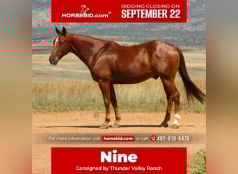 American Quarter Horse, Castrone, 10 Anni, 160 cm, Sauro ciliegia