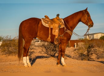 American Quarter Horse, Castrone, 10 Anni, 160 cm, Sauro ciliegia