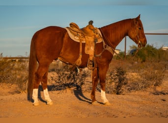 American Quarter Horse, Castrone, 10 Anni, 160 cm, Sauro ciliegia