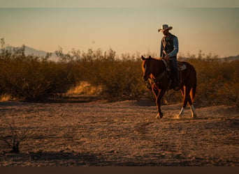 American Quarter Horse, Castrone, 10 Anni, 160 cm, Sauro ciliegia