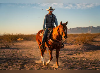 American Quarter Horse, Castrone, 10 Anni, 160 cm, Sauro ciliegia